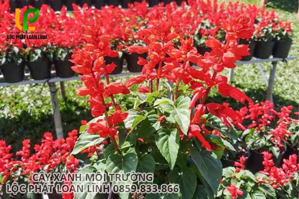 Trồng cây hoa xác pháo đỏ đúng kỹ thuật giúp cây nhanh bén rễ và phát triển tốt.