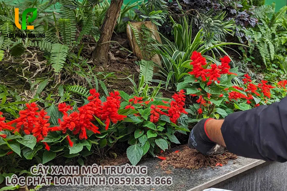 Cắt tỉa và chăm sóc định kỳ giúp cây hoa xác pháo đỏ ra hoa đều, màu sắc bền.
