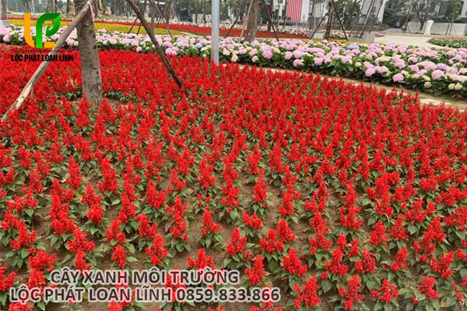Cây hoa xác pháo đỏ được trồng trong công trình công cộng tại Bắc Ninh.