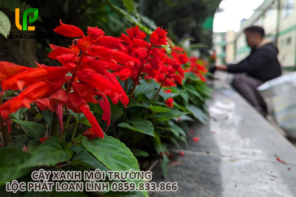 Đội ngũ Lộc Phát Loan Lĩnh thi công cây hoa xác pháo đỏ tại Bắc Ninh.