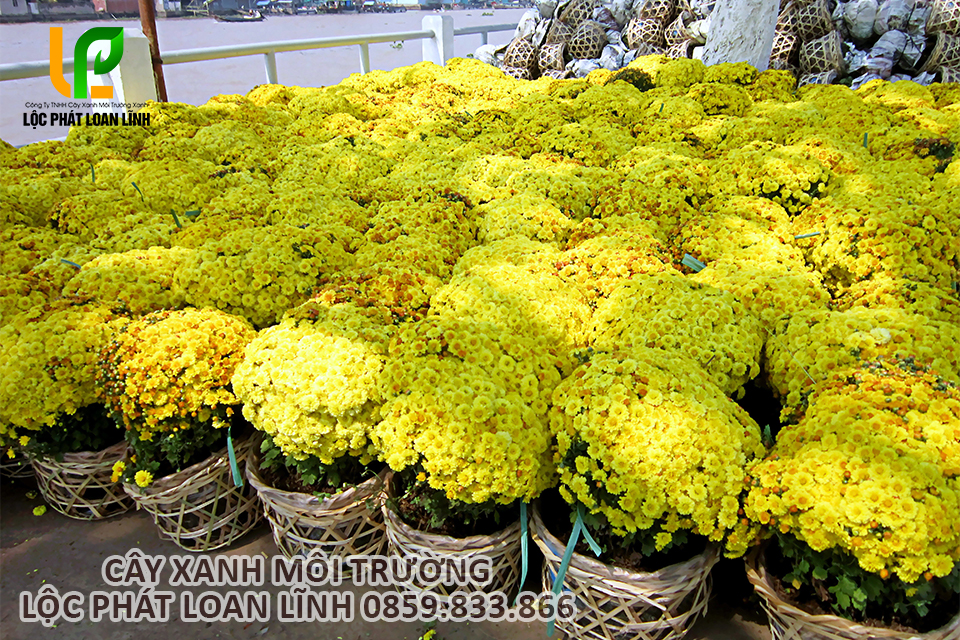 Hoa cúc mâm xôi với dáng tròn đều, hoa vàng nở dày và đẹp.