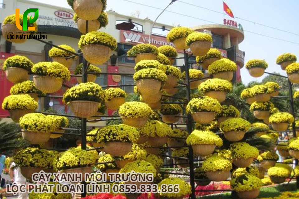 Hoa cúc mâm xôi được trưng bày phổ biến trong dịp Tết cổ truyền.