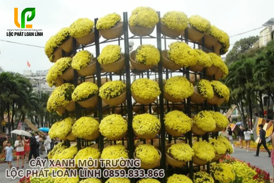 Hoa cúc mâm xôi trồng tại khu đô thị Bắc Ninh.