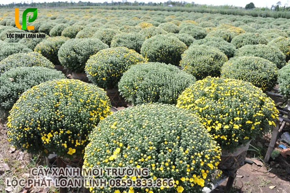 Hoa cúc mâm xôi được trồng theo nhiều hình thức khác nhau.