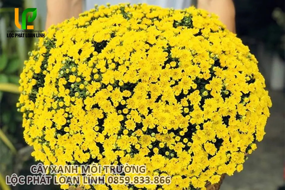 Trồng và tạo tán hoa cúc mâm xôi đúng kỹ thuật.