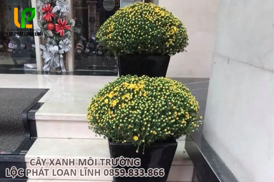 Hoa cúc mâm xôi được ứng dụng rộng rãi tại Bắc Ninh.