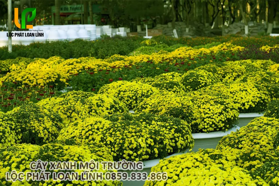Hoa cúc mâm xôi được trồng cho công trình tại Bắc Ninh.